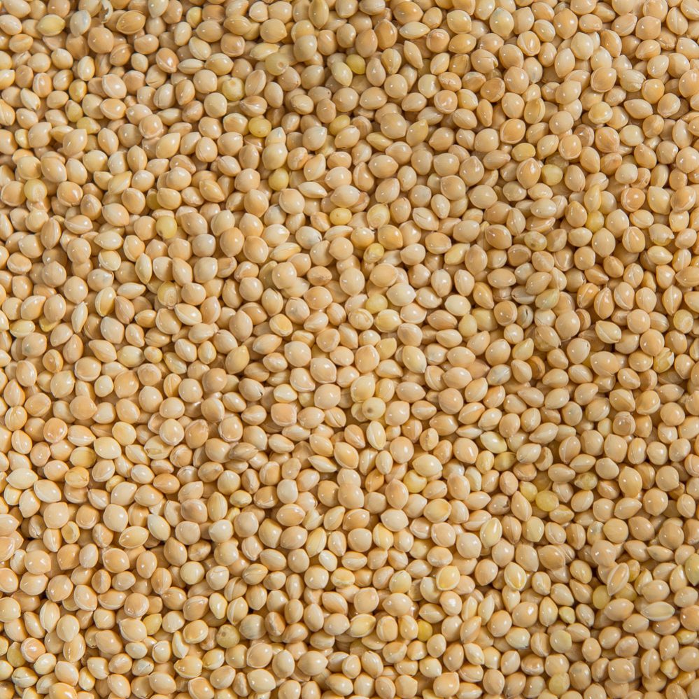 White Millet